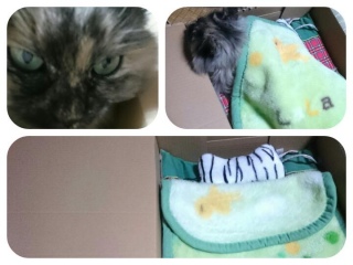 MocoBOX
