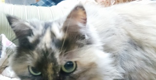 ɂɂɂ