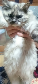 グĂ݂
