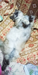 ʔQ1