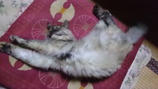 ʔQ