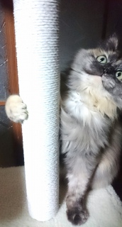 ɂɂɂ