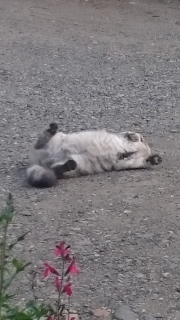 Ă񂱂Ă