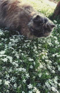 ōƃR