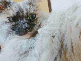 ڂ