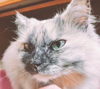 moko