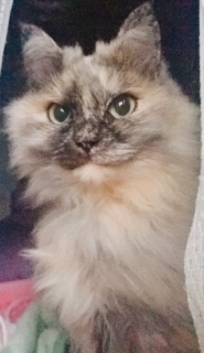 Mdȍڂ