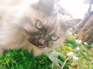 ʏ^]