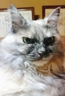 Ŝ悤Ȍ`