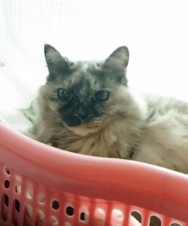 ڂ肭
