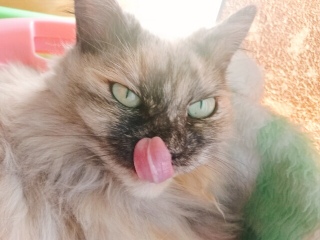 qQ