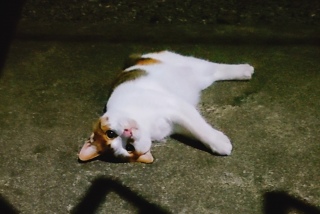 ̂mĂL