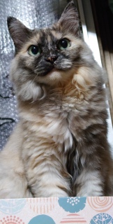 ăR