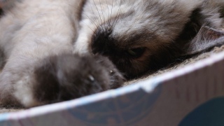 ��̐Q�ĂȂ�